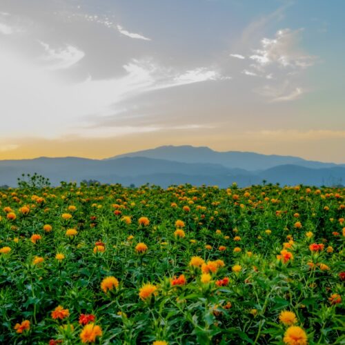 山形県の紅花は「最上紅花」と呼ばれ品質が良く、江戸時代から明治初期にかけて最上川舟運で京都へ運ばれ高値で取引されていました。河北町では今でも、修景地として紅花を栽培しています。例年7月頃には、オレンジ色の可愛らしい花が咲き誇る様子を見ることができます。