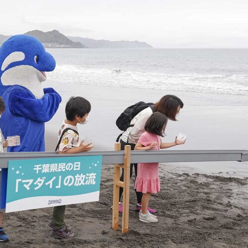 県民の日当日なら、中学生以下の子どもは入館料が無料に。先着100名限定となりますが、千葉県の魚「マダイの放流体験」にも参加できます！