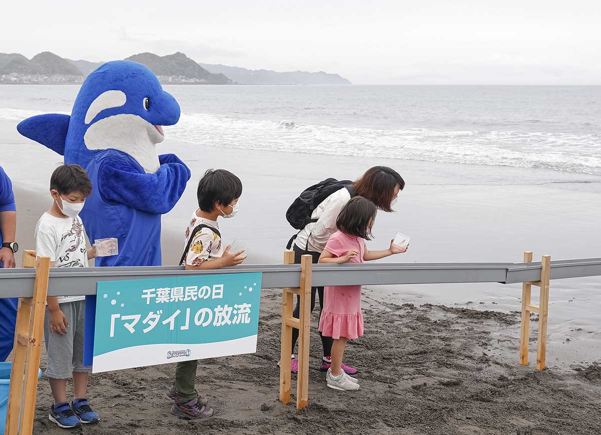 県民の日当日なら、中学生以下の子どもは入館料が無料に。先着100名限定となりますが、千葉県の魚「マダイの放流体験」にも参加できます！