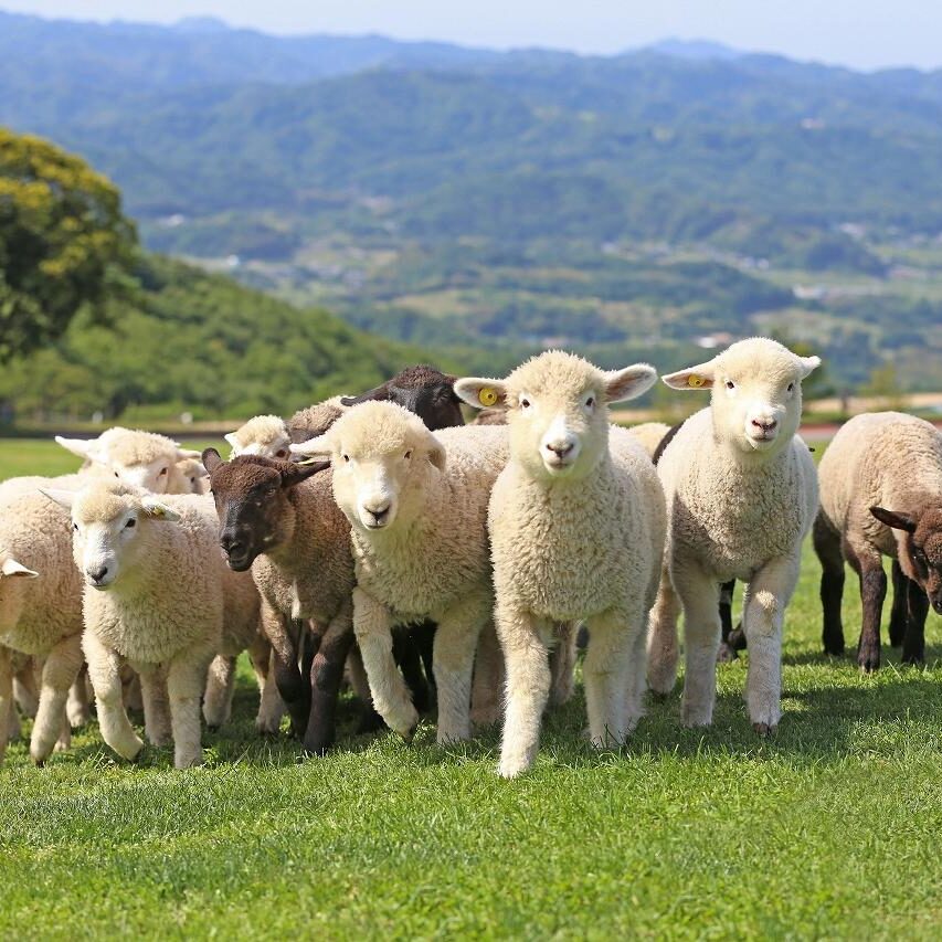 千葉県富津市にあるマザー牧場では、羊をはじめとしたたくさんの動物たちと触れ合うことができます