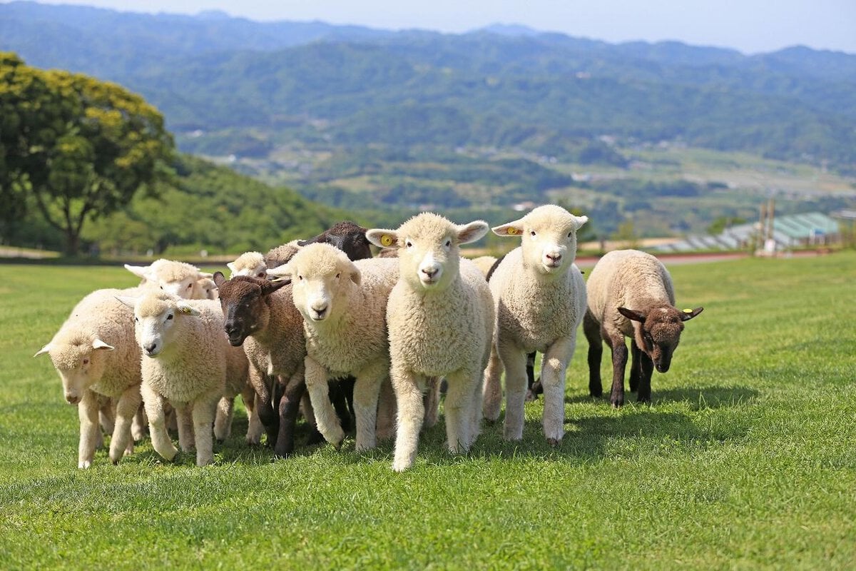 千葉県富津市にあるマザー牧場では、羊をはじめとしたたくさんの動物たちと触れ合うことができます。