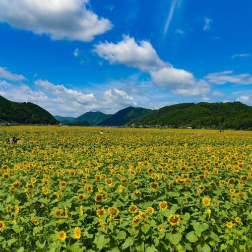 兵庫県佐用町のひまわり畑は約66万本と関西最大級です。今年も7月13日～7月28日の期間、ひまわり祭りが開催されます。