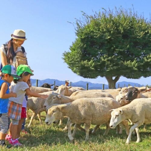4歳～小学生までのお子さんの入場料が無料になるマザー牧場の「千葉県民感謝ウィーク」。在住者はもちろんのこと、在学や在勤の人もお得に楽しめますよ！
