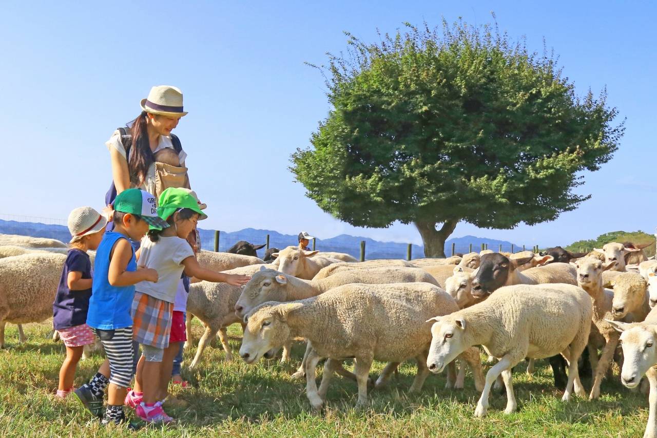 4歳～小学生までのお子さんの入場料が無料になるマザー牧場の「千葉県民感謝ウィーク」。在住者はもちろんのこと、在学や在勤の人もお得に楽しめますよ！