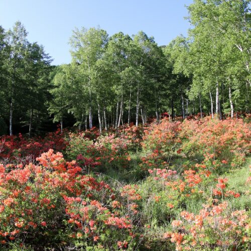 長野県南相木村の立原高原キャンプ場のツツジです。オートキャンプサイト、林間キャンプサイト、コテージなどがあり、夜には満天の星空が見られる立原高原キャンプ場は、5～6月には2万本を超えるレンゲツツジが咲き誇ります。