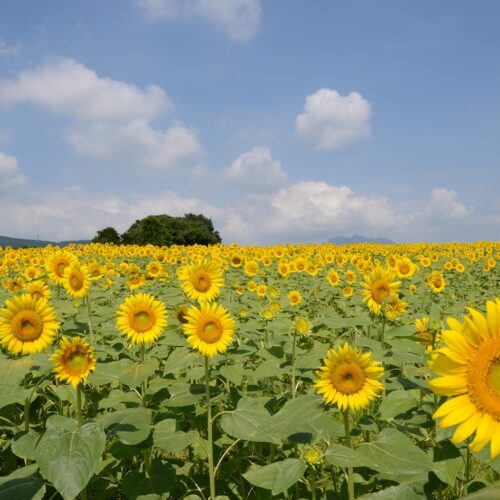 群馬県富岡市の丹生地区には、夏の間約11万本のひまわりが咲き誇る、約2.5㏊のひまわり畑があります。青空の下どこまでも黄色い花が広がる様子は圧巻です。