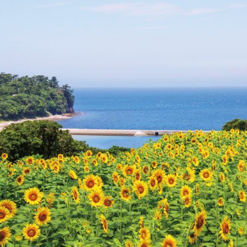 大分県豊後高田市の「長崎鼻」では、ヒマワリや菜の花などの花が楽しめる