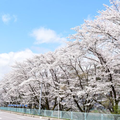 JR吾妻線万座・鹿沢口駅沿いにある「三原の桜並木」は、電車の中からも眺められる嬬恋村の桜の名所です。約200本のソメイヨシノが嬬恋の春を彩ります。満開の時期にはライトアップされ、ロマンチックな風景を楽しむことができます。