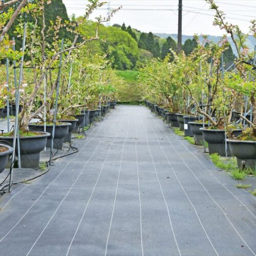 愛知県岡崎市のブルーベリーファームおかざきの畑。防草シートが敷かれていて、サンダルでもOK