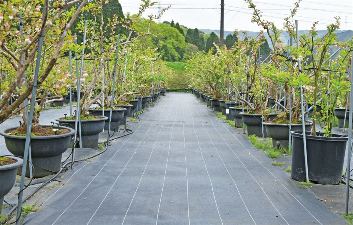 愛知県岡崎市のブルーベリーファームおかざきの畑。防草シートが敷かれていて、サンダルでもOK