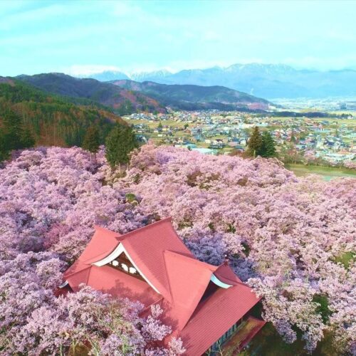 長野県伊那市の高遠城址公園。桜の里として有名で、春には一面の桜色と、アルプスの残雪の白、晴天の青の三色敷きが美しい