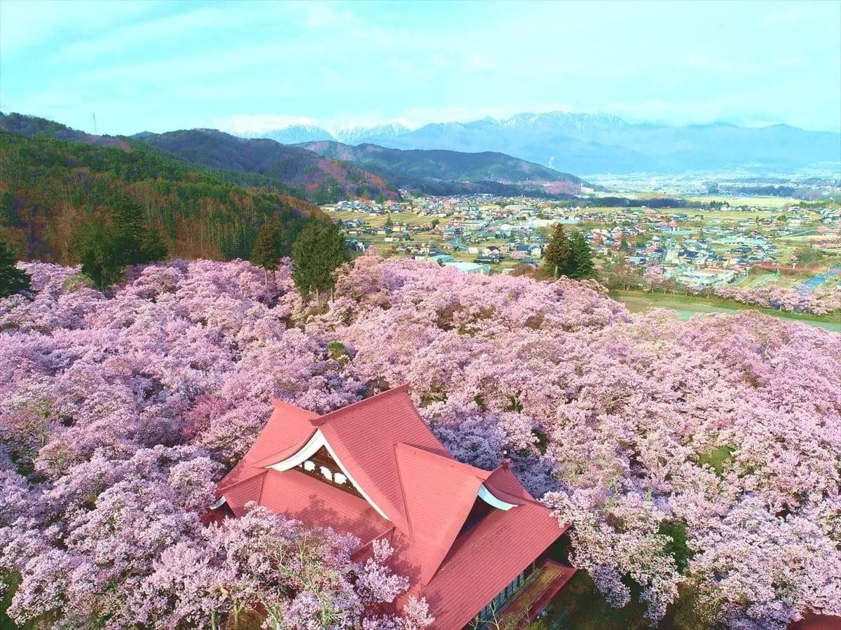 長野県伊那市の高遠城址公園。桜の里として有名で、春には一面の桜色と、アルプスの残雪の白、晴天の青の三色敷きが美しい