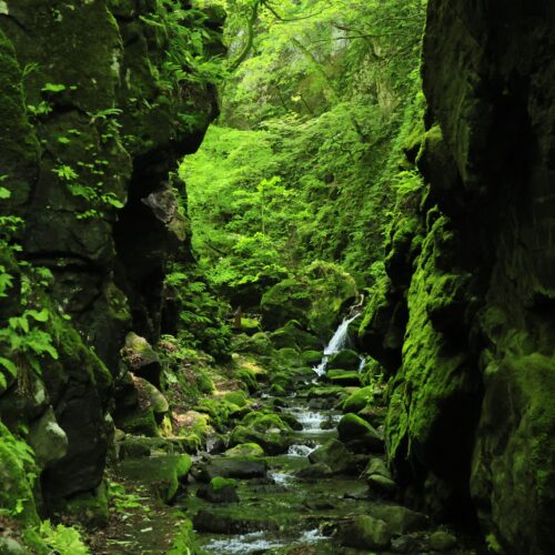 秋田県由利本荘市の石沢渓谷は、大自然が織りなす荘厳な岩壁に清流の音が響き渡る美しい場所です。約8㎞にわたって切り立った崖が続き、遊歩道は両側が高い岸壁に囲まれています。途中には「屏風岩」と呼ばれる絶景スポットがあり、さらに進むと石沢大滝が現れます。新緑や紅葉の季節には多くの人々が訪れる人気のスポットです。