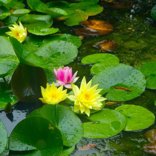 富士には○○が、睡蓮には雨が・・・よく似合う。この睡蓮の花の下では何匹かの蛙が暮らしている。