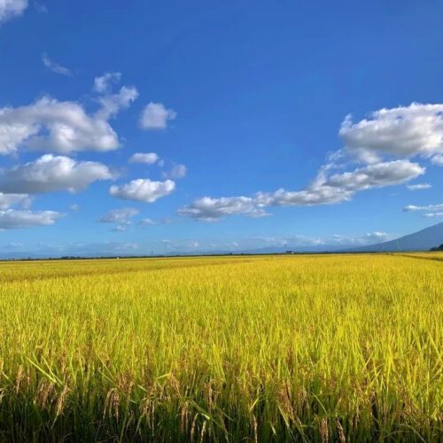 青森県つがる市の秋の田んぼ風景