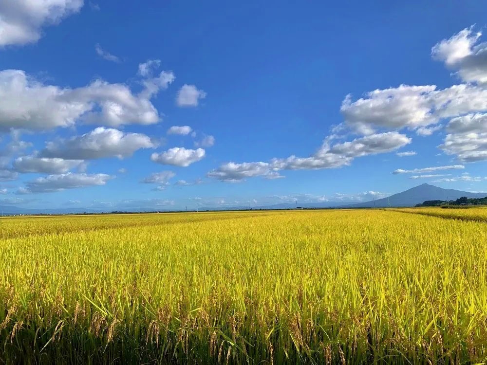 青森県つがる市の秋の田んぼ風景