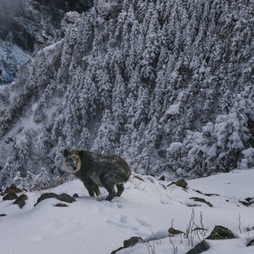 群馬県嬬恋村は、雄大な自然のなかに、多様な高山植物や希少な動物が生息しています。四阿山・万座山の森林や岩場は、国指定特別天然記念物に指定されているカモシカの生息地として知られており、運が良ければ登山中に出会えることも。