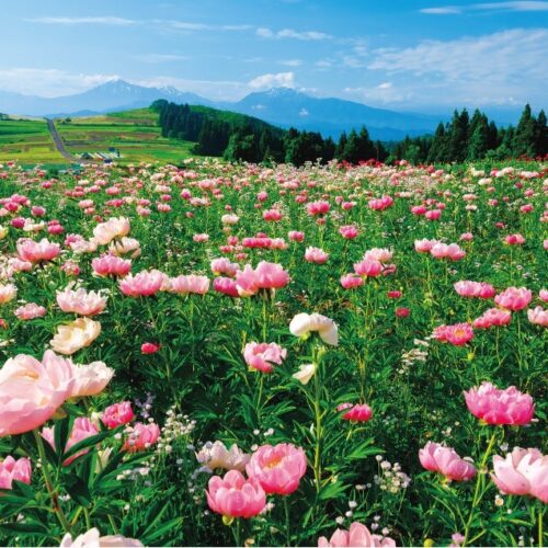 【絶景！】新潟県魚沼市（うおぬまし）、初夏の青空の下、越後三山を背景に咲き誇るピンク色のシャクヤク【ほっとphoto便り】