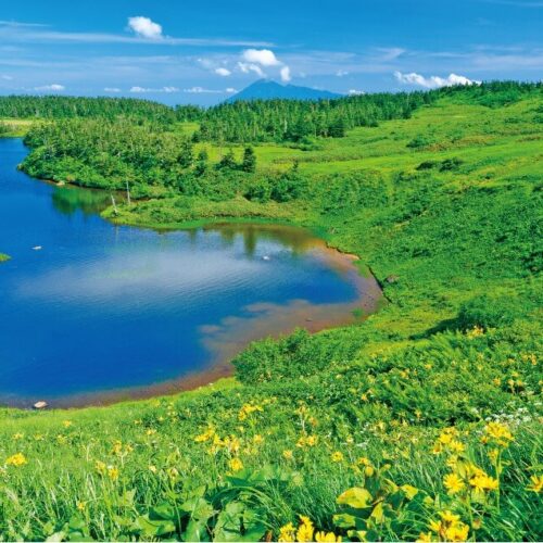 【絶景！】岩手県八幡平市（はちまんたいし）、岩手山の遠景とともに、花々と草原や原始林、青空の美しいコントラストが広がる【ほっとphoto便り】