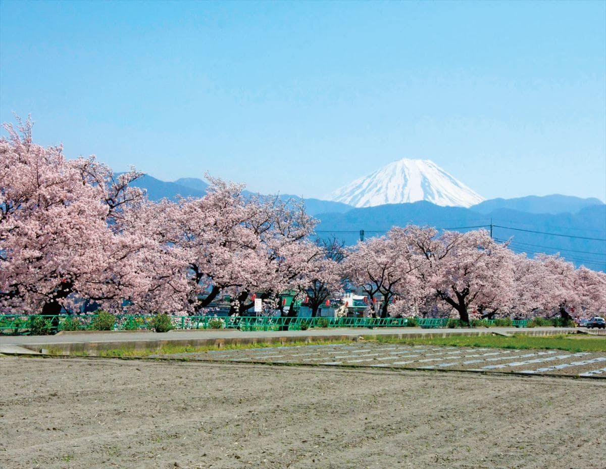 山梨県昭和町から見る富士山。春には山伏川の両岸の桜並木とともに楽しめる