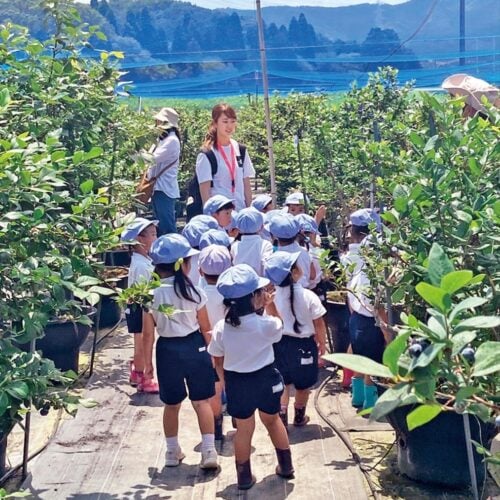 愛知県岡崎市のブルーベリーファームおかざき。市内の幼稚園の子どもの見学を受け入れている