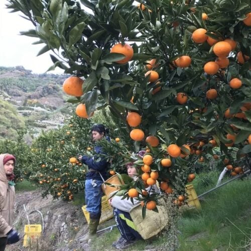 愛媛県松山市の忽那諸島は、柑橘類の産地。シーズンにはアルバイターが入り、交流人口が多くなります