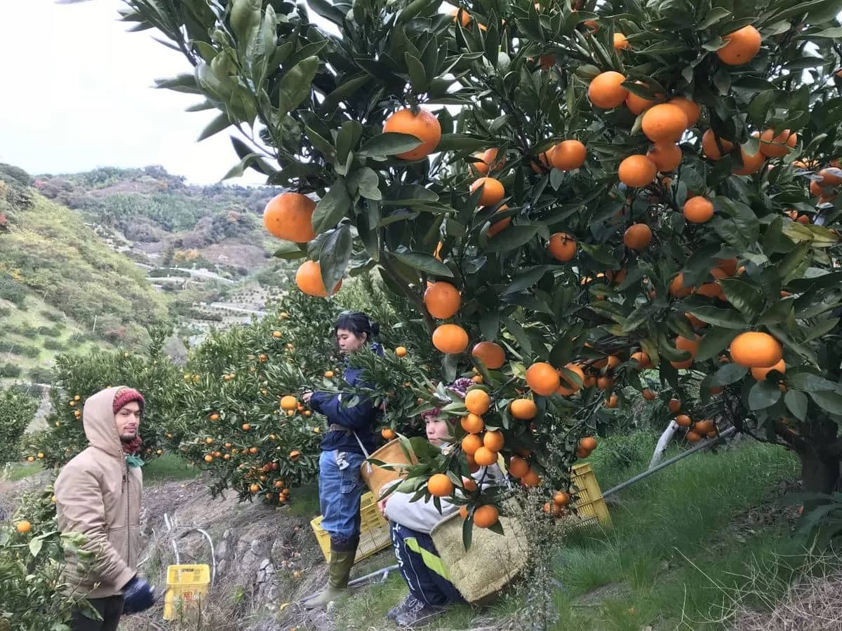 愛媛県松山市の忽那諸島は、柑橘類の産地。シーズンにはアルバイターが入り、交流人口が多くなります