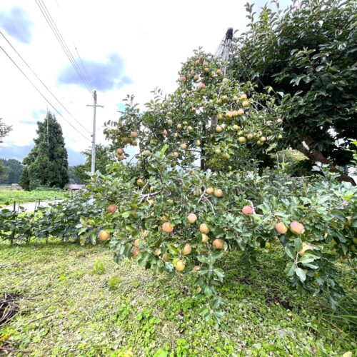 秋田県由利本荘市の物件はリンゴや柿などの果樹が収穫できます。