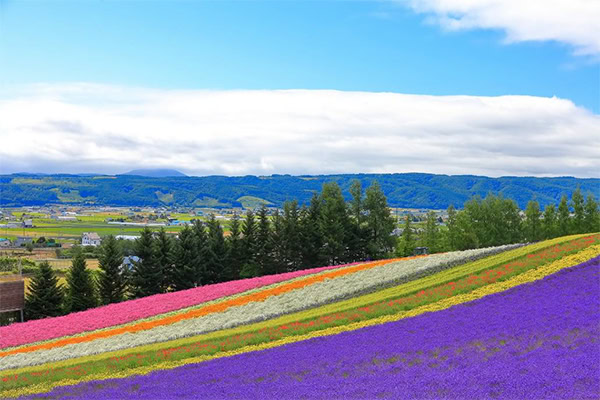 夏にはラベンダー畑が見頃を迎える北海道の富良野が2位に輝きました。