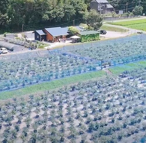 愛知県岡崎市のブルーベリーファームおかざきを上空から望む