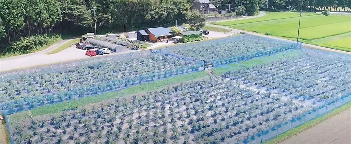 愛知県岡崎市のブルーベリーファームおかざきを上空から望む