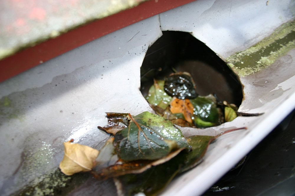 雨樋の落ち葉。放置すると屋根に悪い影響を与えることもある。