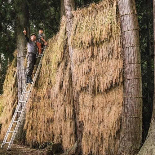 収穫した稲を天日干しにする「稲架（はざ）掛け」の様子／新潟県十日町市