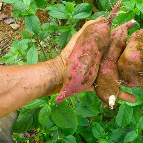 お客さんに送る荷物に入れたサツマイモ。穴に手を入れ探るが、このサイズに出会えるのは5回に1回ほど。汗が目に入る。猛暑の今年は、汗との戦いも過酷だ。