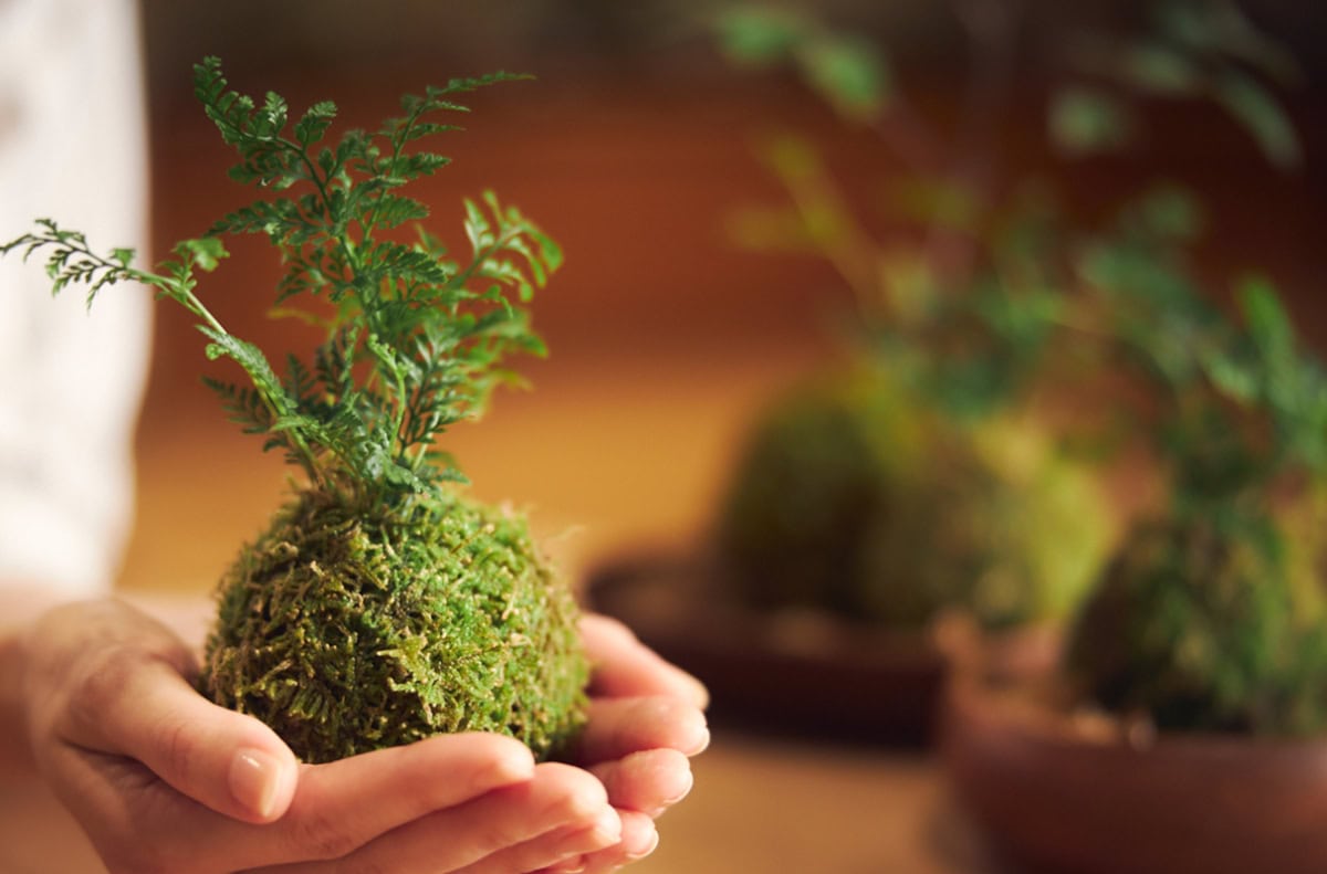 奥入瀬渓流に生息する苔やシダ、カエデ、ブナなどの植物を使用した「こけ玉作り体験」