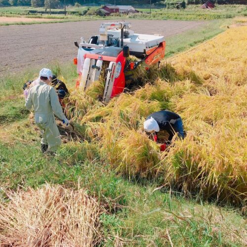 稲刈り作業に精を出す河本準一