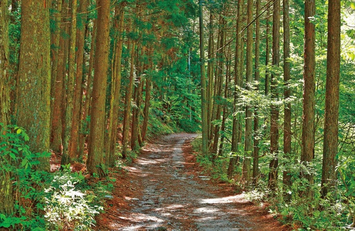 埼玉県横瀬町で山暮らしをしている新井さん宅へ向かう道。武甲山の登山道になります