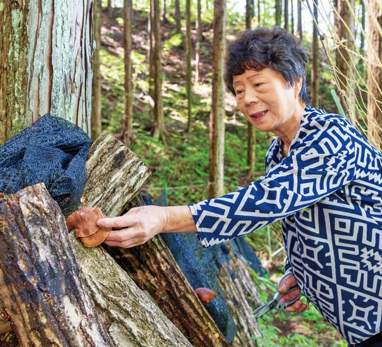 長野県飯田市の民泊「萬龍」では、間伐したクヌギの丸太を使ってシイタケも栽培しています