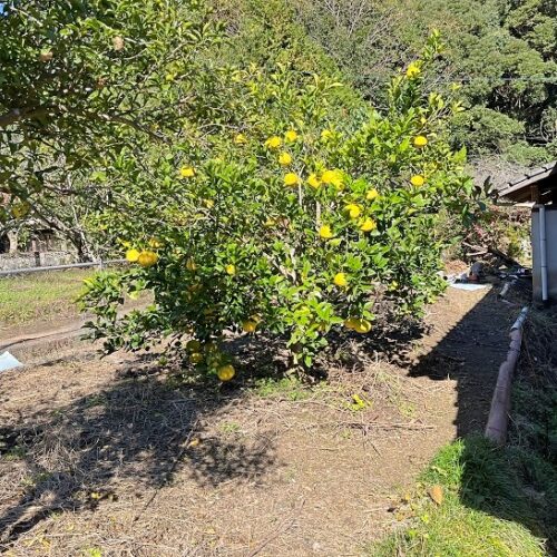 熊本県上天草市の物件の庭。果樹が植わっています