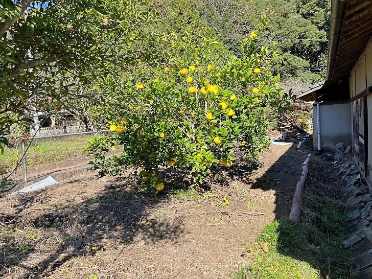 熊本県上天草市の物件の庭。果樹が植わっています