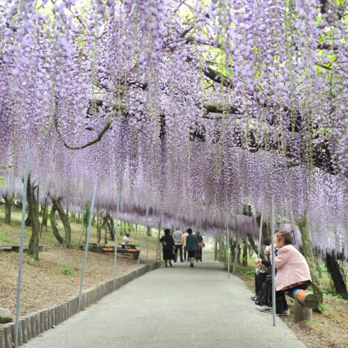 大分県宇佐市の千財農園は、2400坪の藤棚に250本のフジが広がる、宇佐市の春の人気スポットです。