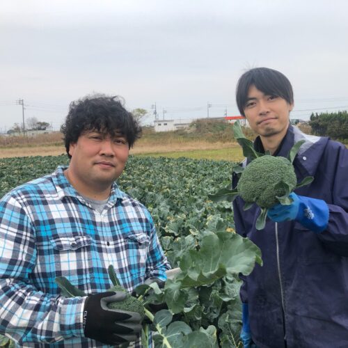 ブロッコリーを育てている半農半芸のコンビ鳥取県住みます芸人ほのまる