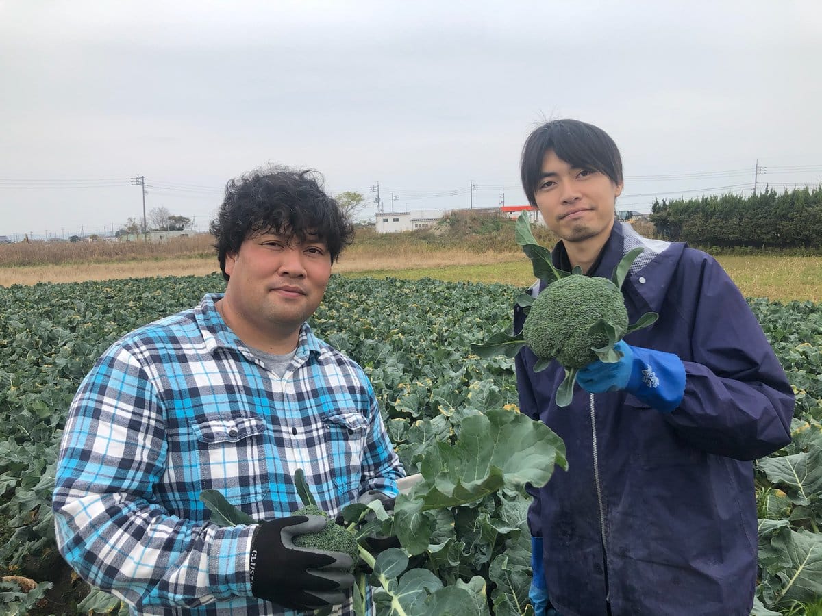 ブロッコリーを育てている半農半芸のコンビ鳥取県住みます芸人ほのまる