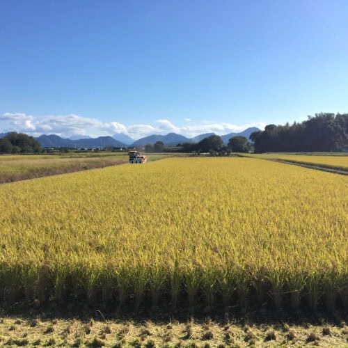 大分県宇佐市の宇佐平野は大分県最大の穀倉地帯です。米・麦の生産が盛んで、秋には黄金色の稲穂が一面に広がる雄大な景色が広がります。