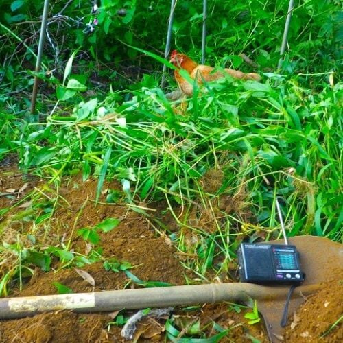 草を刈りながらラジオでパリからのマラソン中継を聴く。42キロという長い距離を、飛ぶでもなく、回転するでもなく、ただただ足を前に動かして進む。かつて何度もフルマラソンを走った僕は、その単調さと辛抱を百姓暮らしと重ね合わせる。