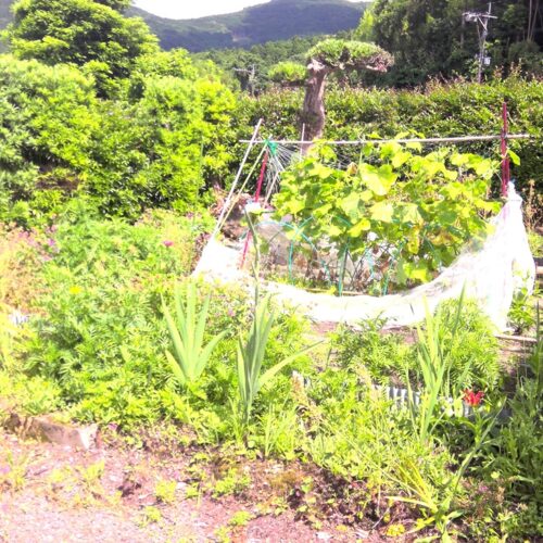 鹿児島県肝付町の物件は家庭菜園を楽しめる、小さな畑付きの物件です。肝付町の恵まれた環境のもとで、野菜作りを楽しむことができます。