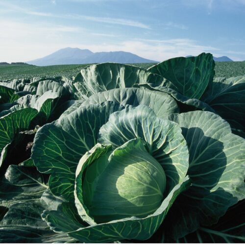 夏でも涼しい気候条件から高原野菜の大産地である嬬恋村は、夏秋キャベツの生産量日本一です。嬬恋高原キャベツは、村内では、玉菜（たまな）という愛嬌のある呼び方もされています。広大な敷地に青々としたキャベツ畑が広がる様子は嬬恋村ならではの夏の風景です。