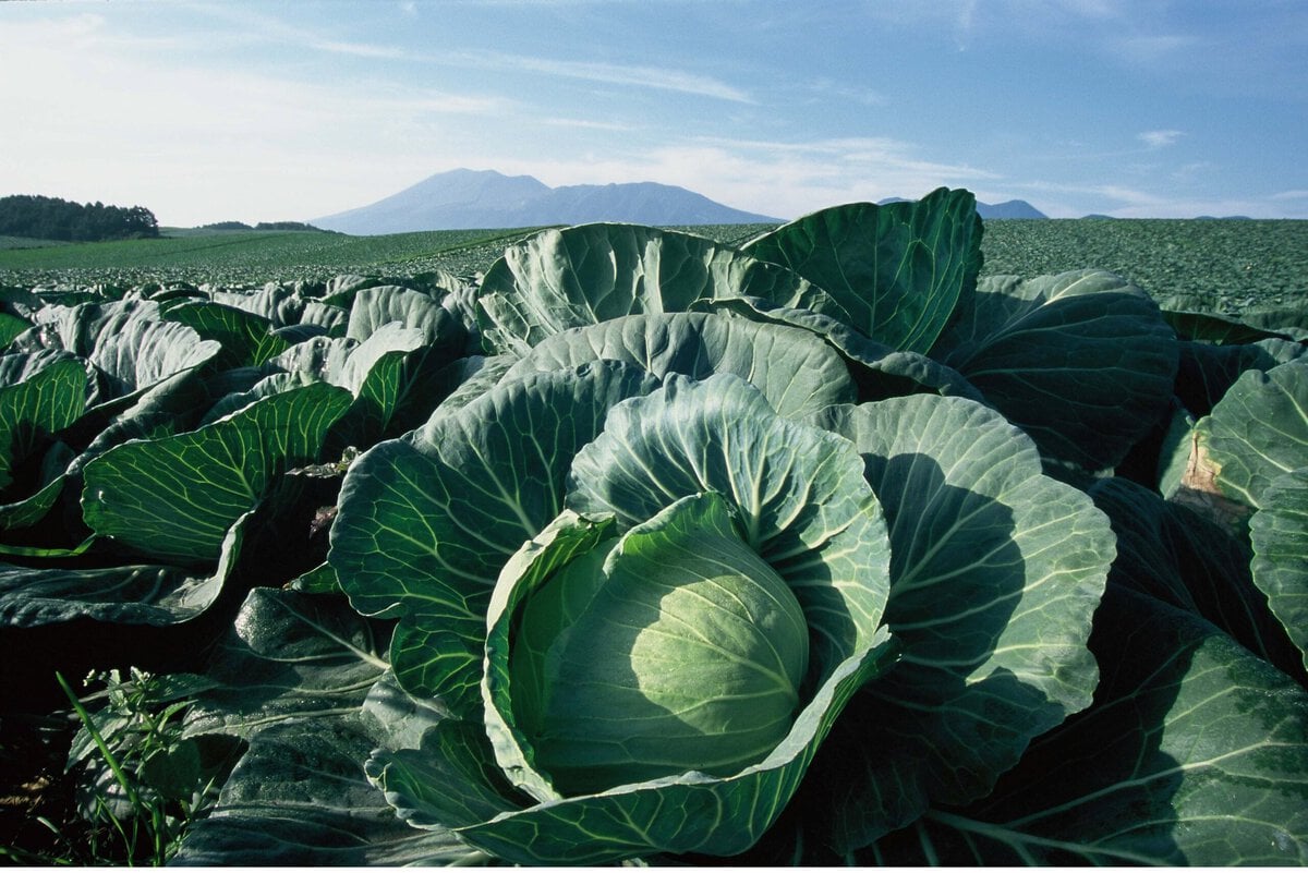 夏でも涼しい気候条件から高原野菜の大産地である嬬恋村は、夏秋キャベツの生産量日本一です。嬬恋高原キャベツは、村内では、玉菜（たまな）という愛嬌のある呼び方もされています。広大な敷地に青々としたキャベツ畑が広がる様子は嬬恋村ならではの夏の風景です。