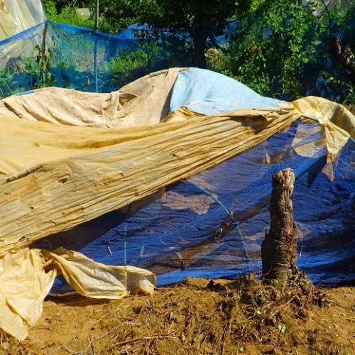 小さな苗は光を遮るものがないと植えた翌日にはぐったりする。水やりしても効果がない。そこらにあるもので光を遮ってやる。見てくれはなんともひどいが。