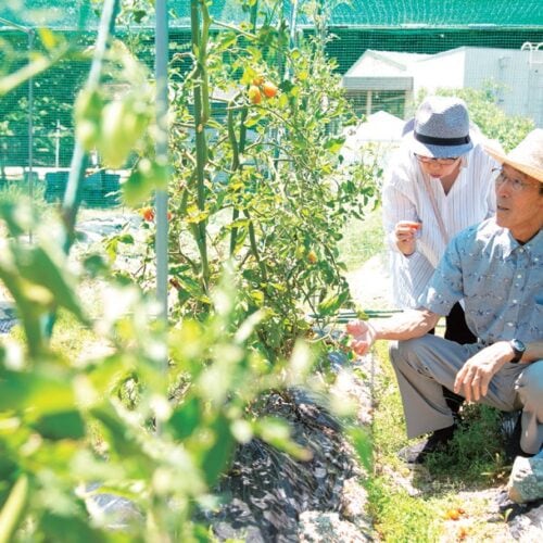 畑ではカボチャやミニトマトを栽培中／愛媛県今治市